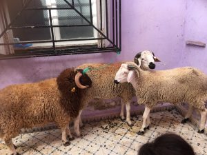 ポストM&A　PMAL morocco-report-basic-3