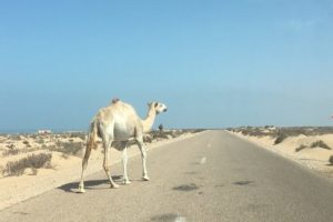 ポストM&A　PMAL morocco-report-basic-9
